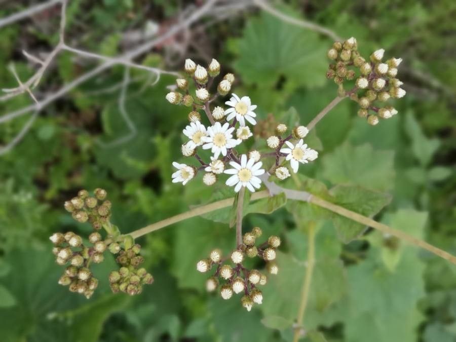 Pericallis murrayi flower