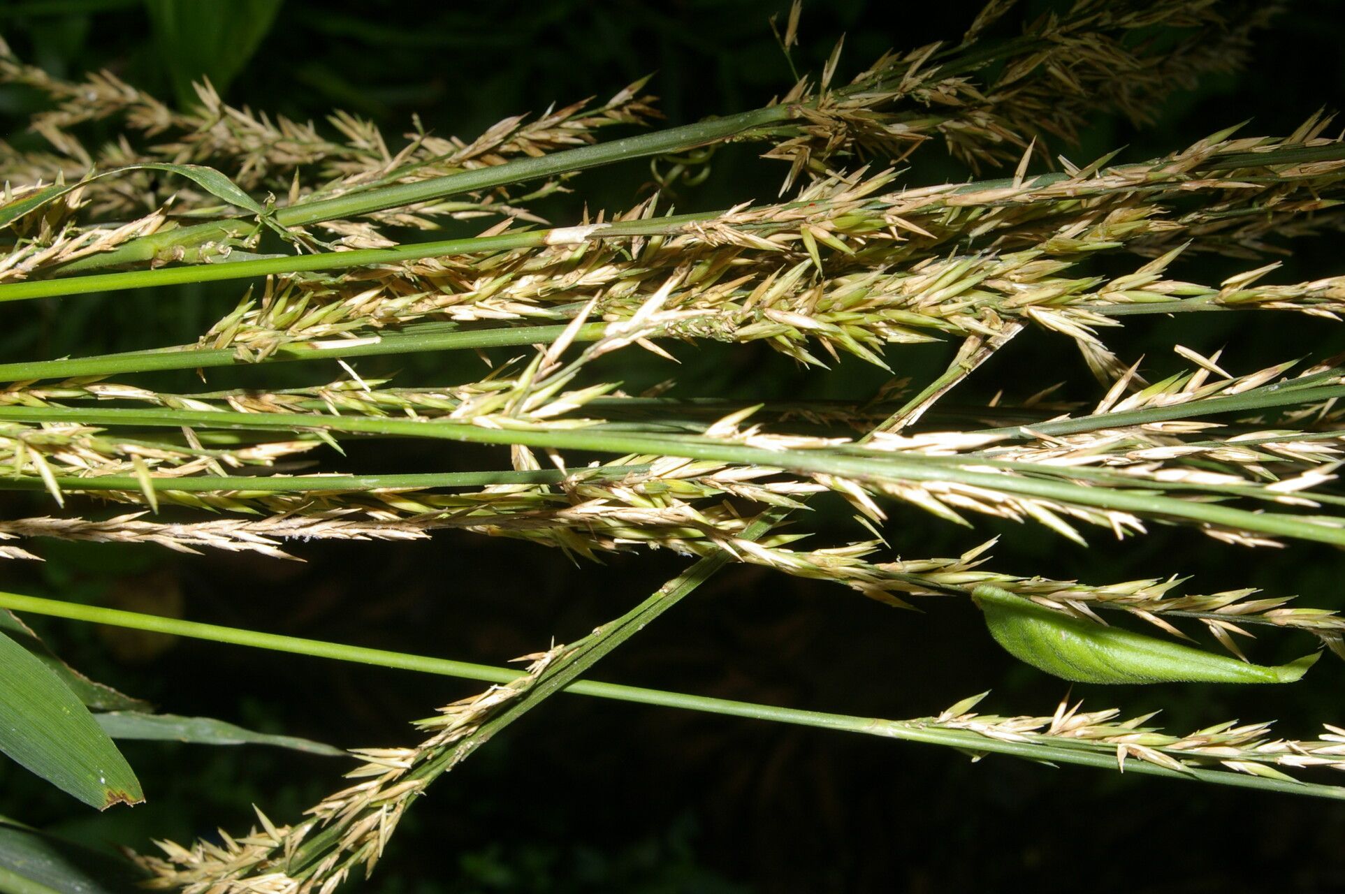 Chusquea patens habit