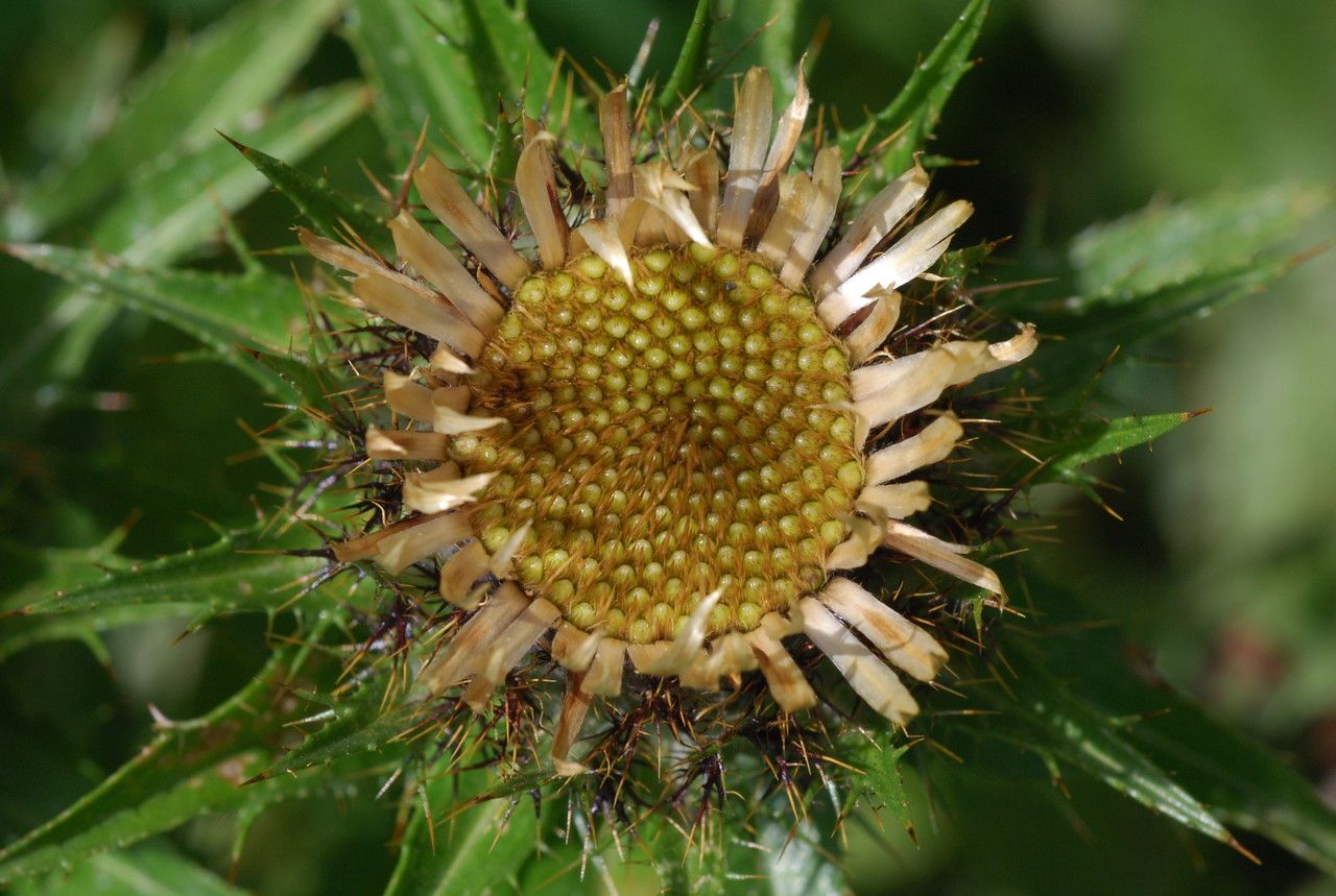 Carlina biebersteinii habit