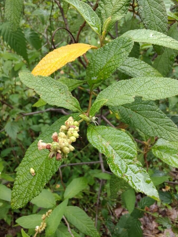Cordia curassavica — search result for 'Cordia'