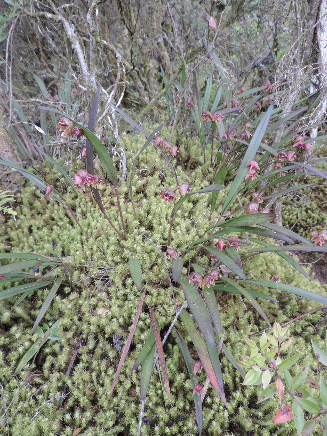 Polystachya leonardiana habit