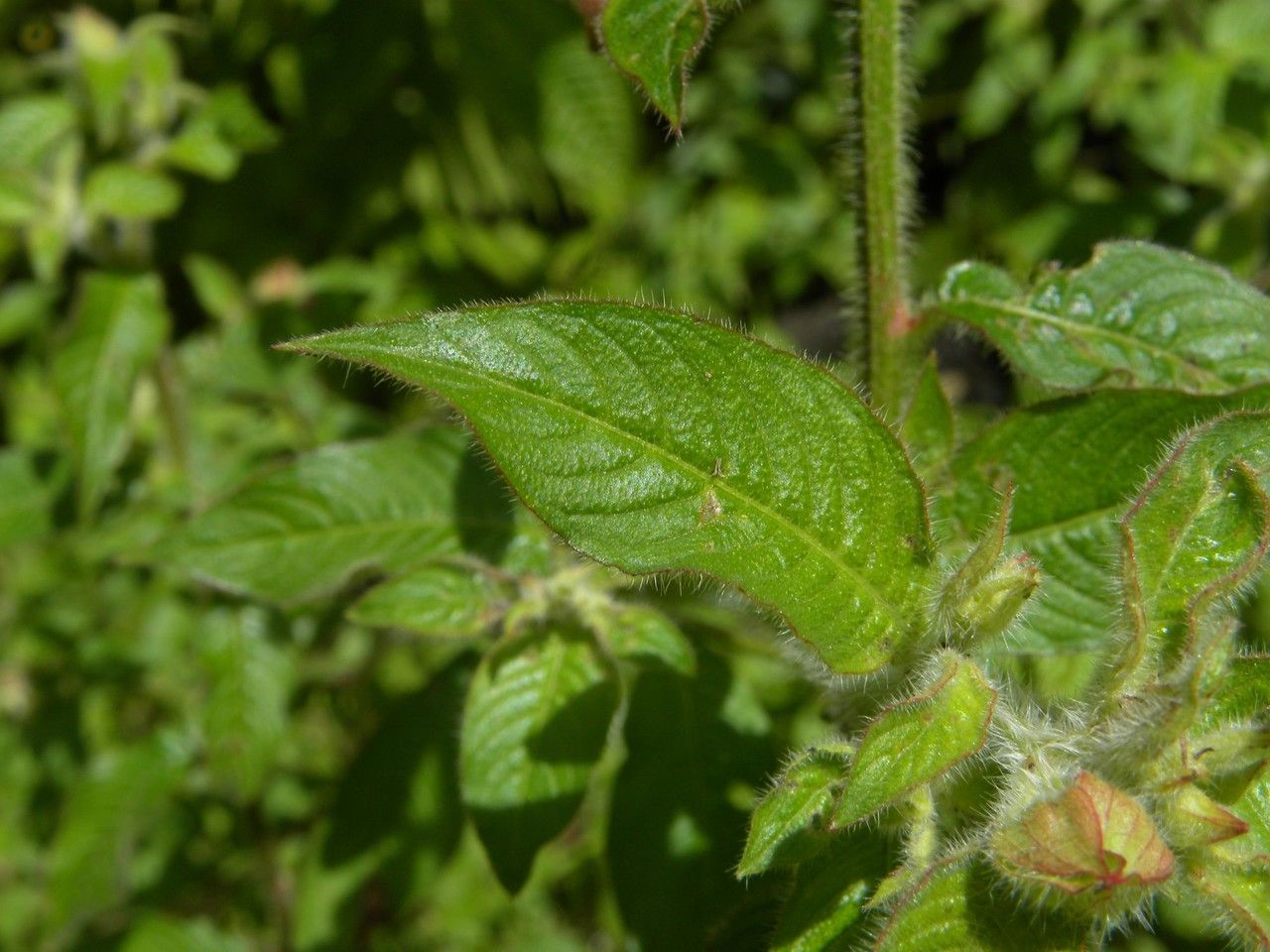 Ludwigia jussiaeoides leaf