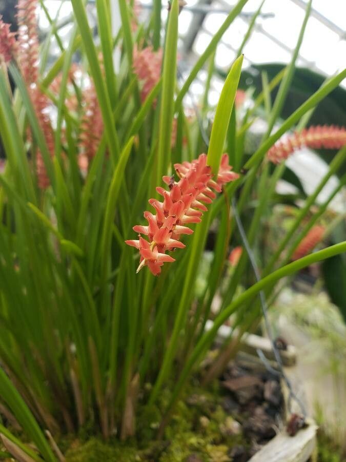 Dendrobium wenzelii flower