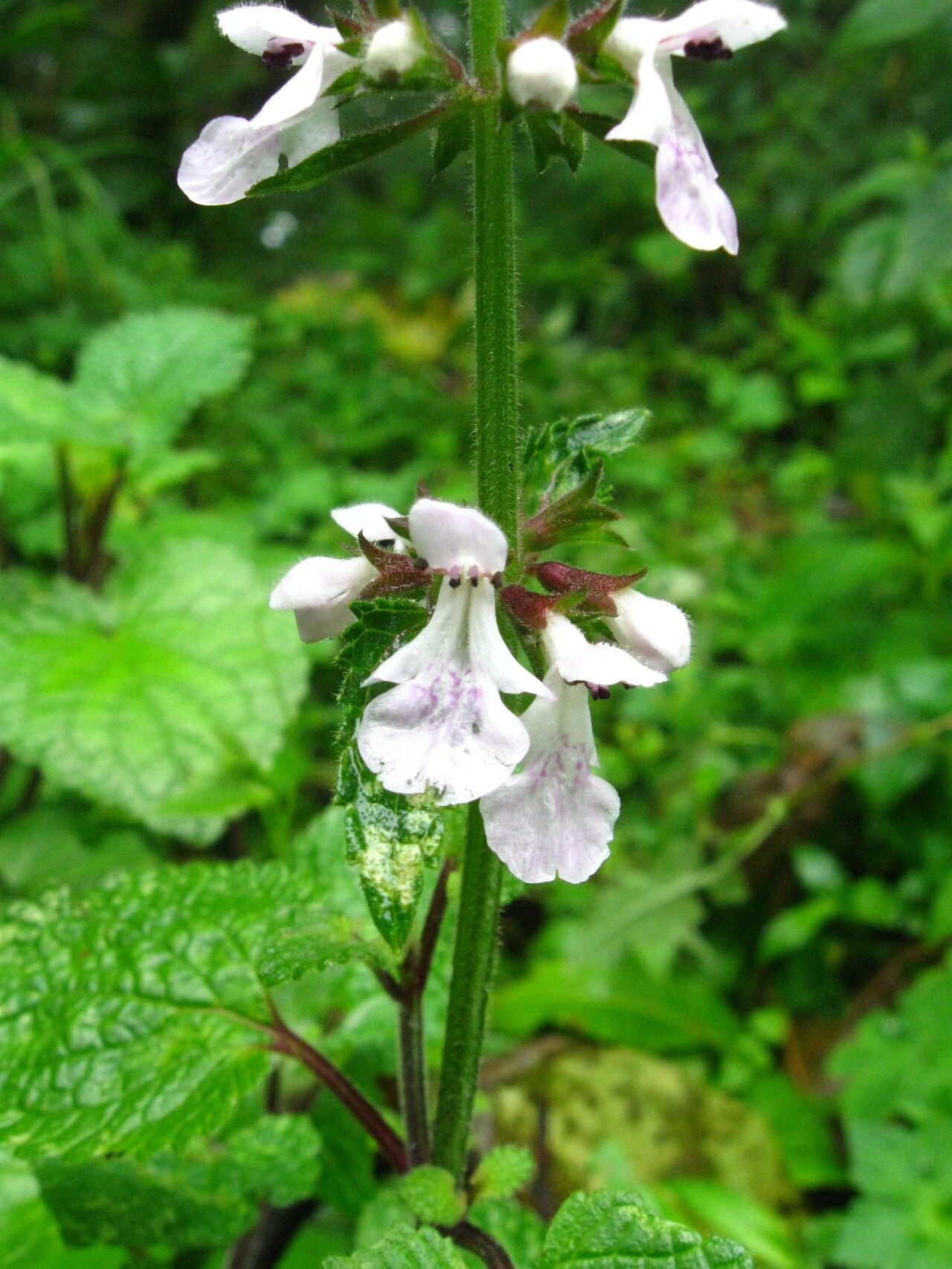 Stachys aculeolata flower