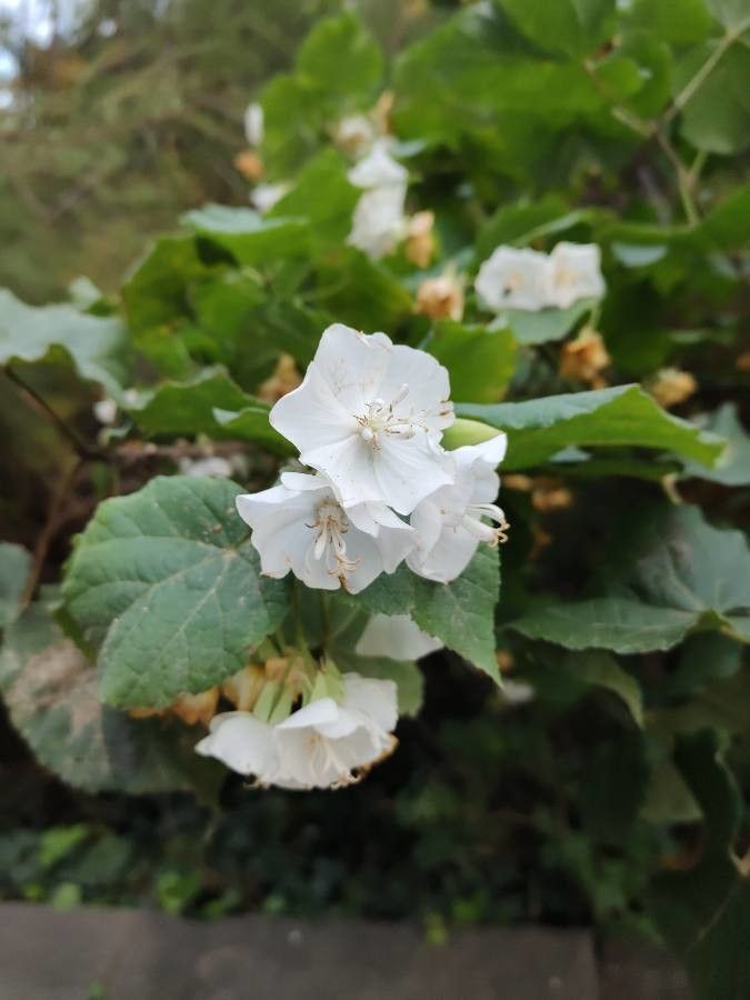 Dombeya tiliacea flower