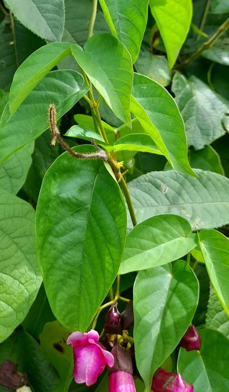 Dolichandra chodatii leaf