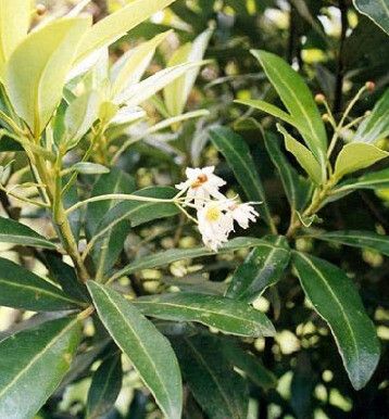 Drimys granadensis flower