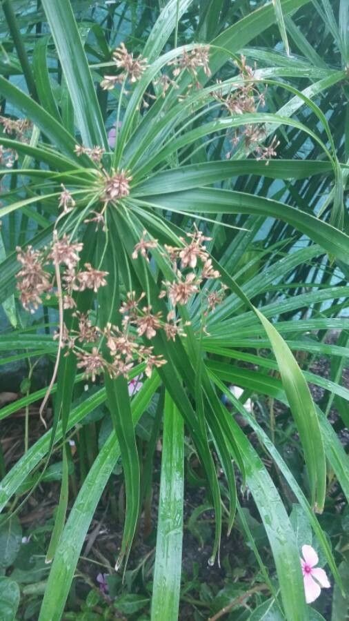 Cyperus alternifolius flower