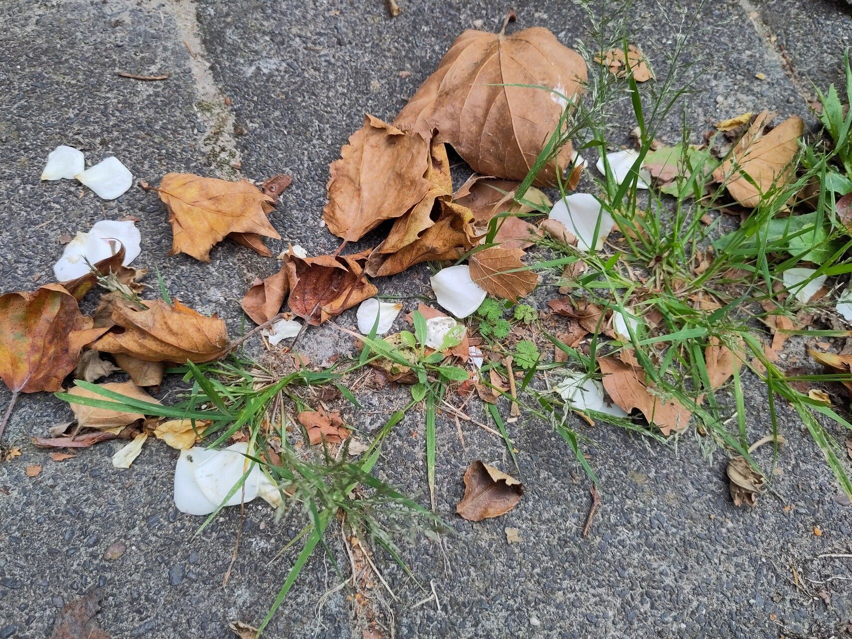 Eragrostis multicaulis habit