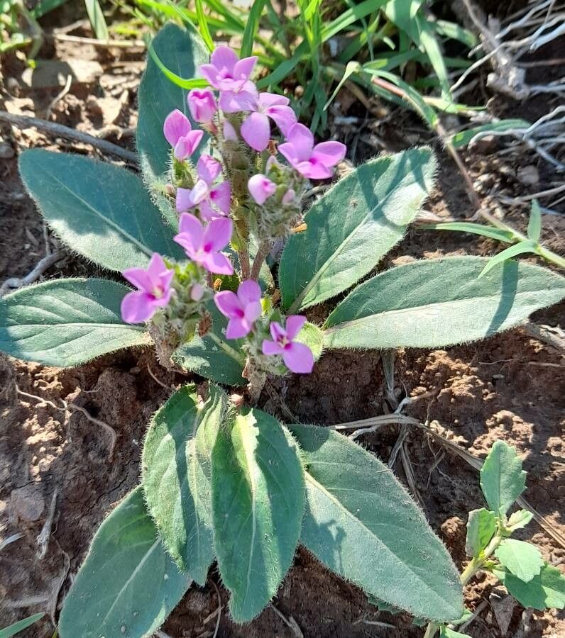Stenandrium diphyllum habit
