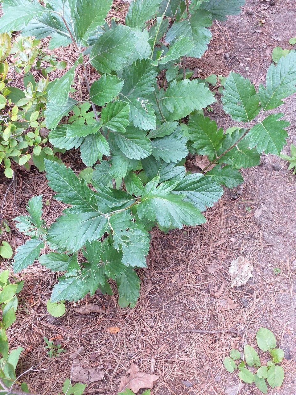 Hedlundia armeniaca — related species from the same genus