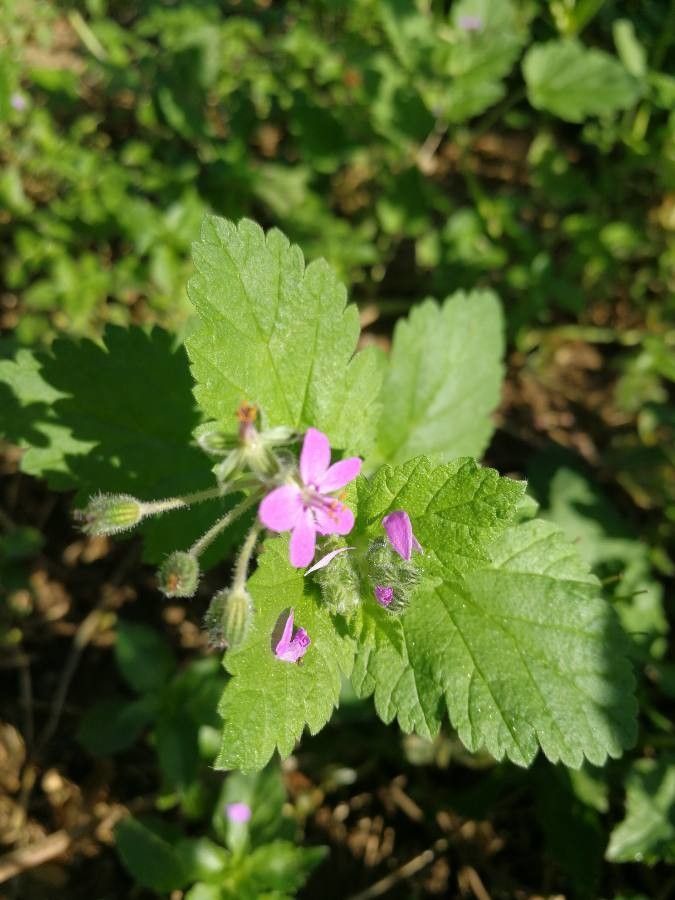 Erodium laciniatum flower