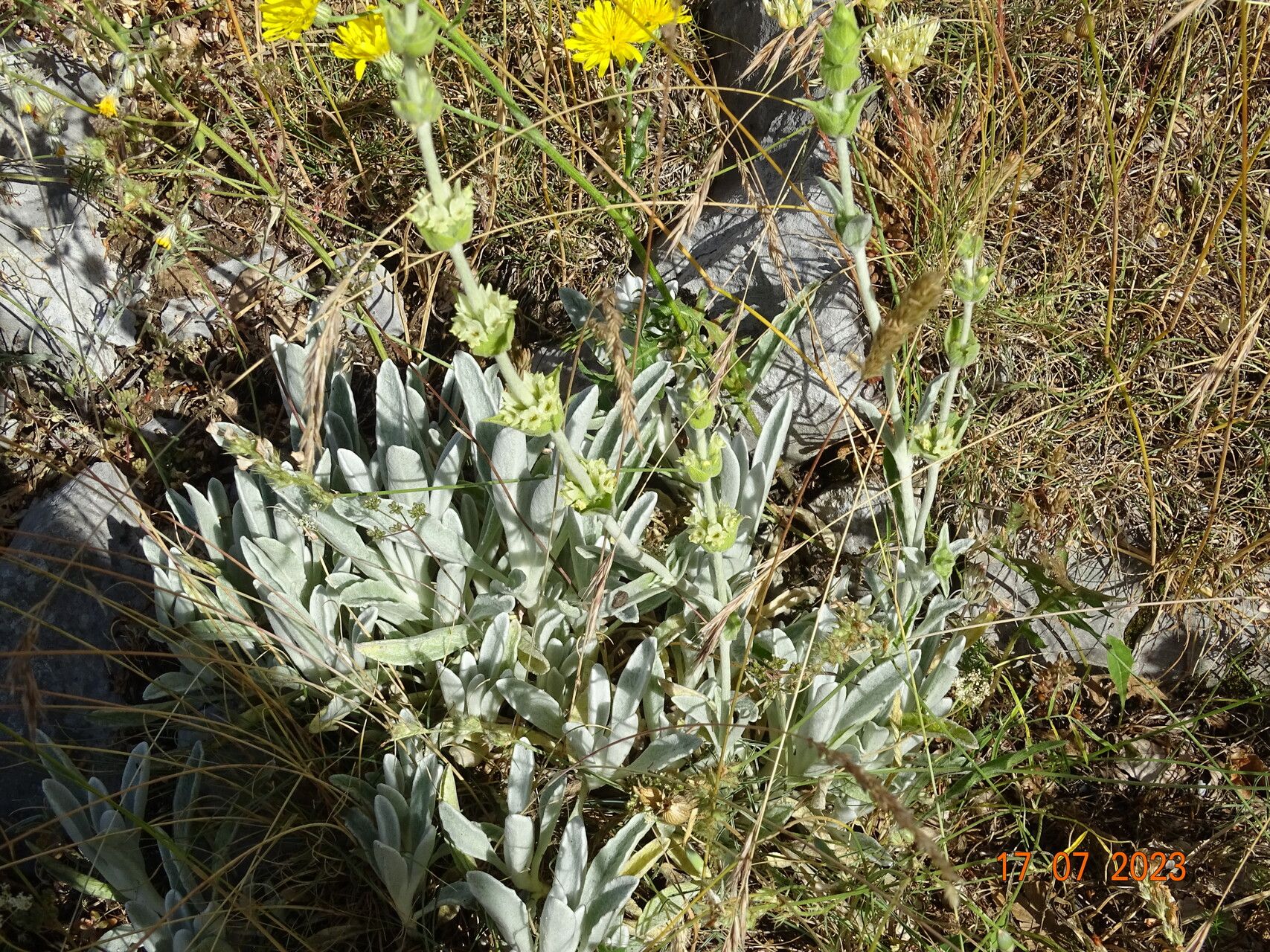 Sideritis italica — search result for 'Sideritis'