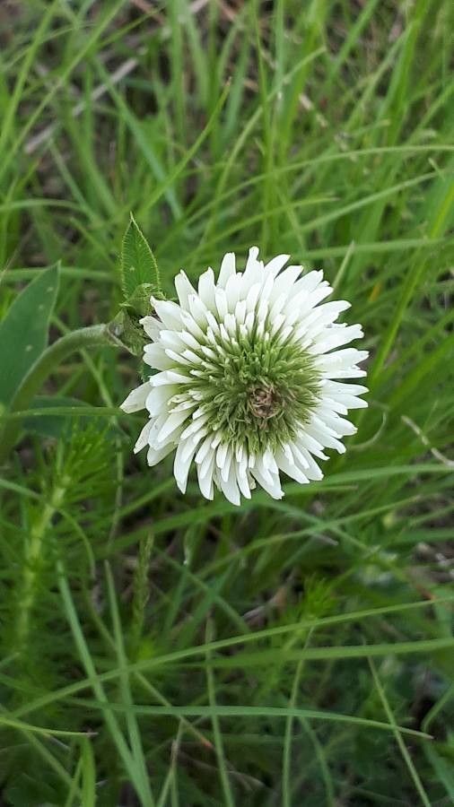 Trifolium montanum flower