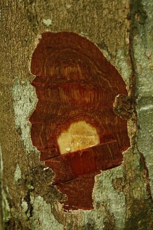 Couepia guianensis other