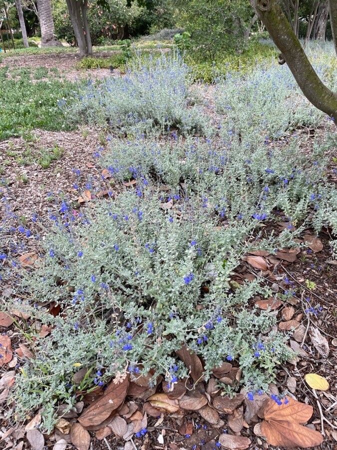Salvia chamaedryoides habit