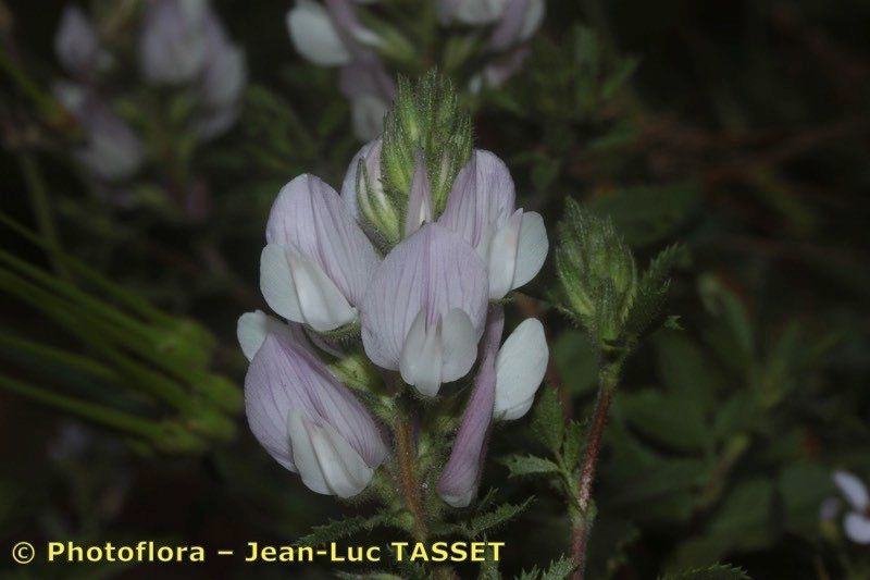 Ononis cossoniana — houseplant care guide