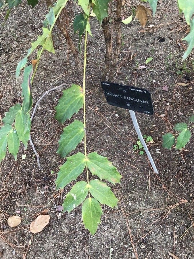 Mahonia napaulensis — search result for 'Myanmar'