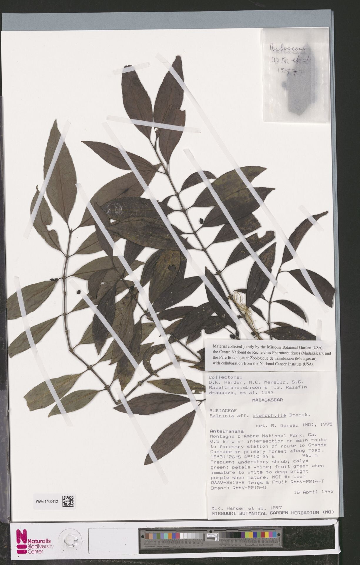 Saldinia stenophylla — houseplant care guide