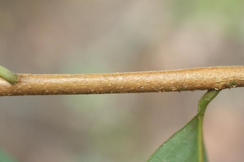 Xylopia nitida other