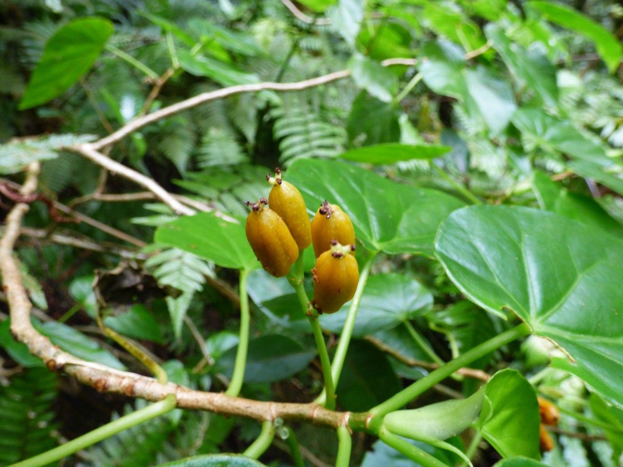 Begonia salaziensis fruit