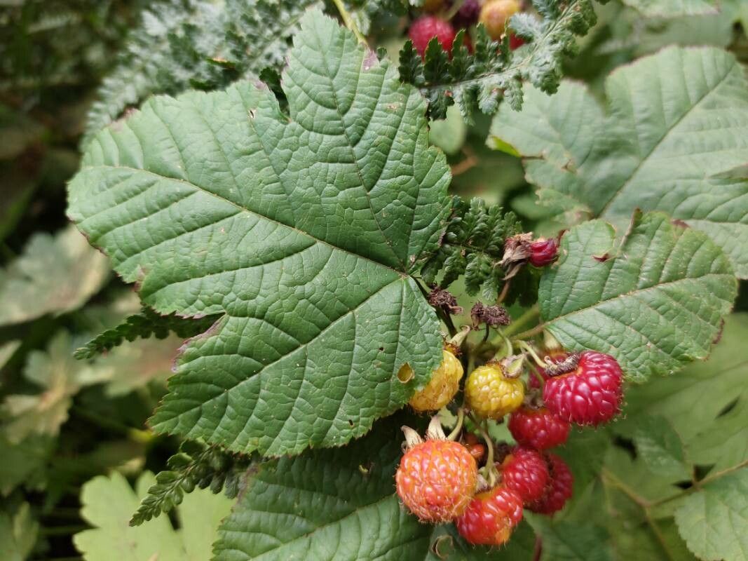 Rubus crataegifolius — houseplant care guide
