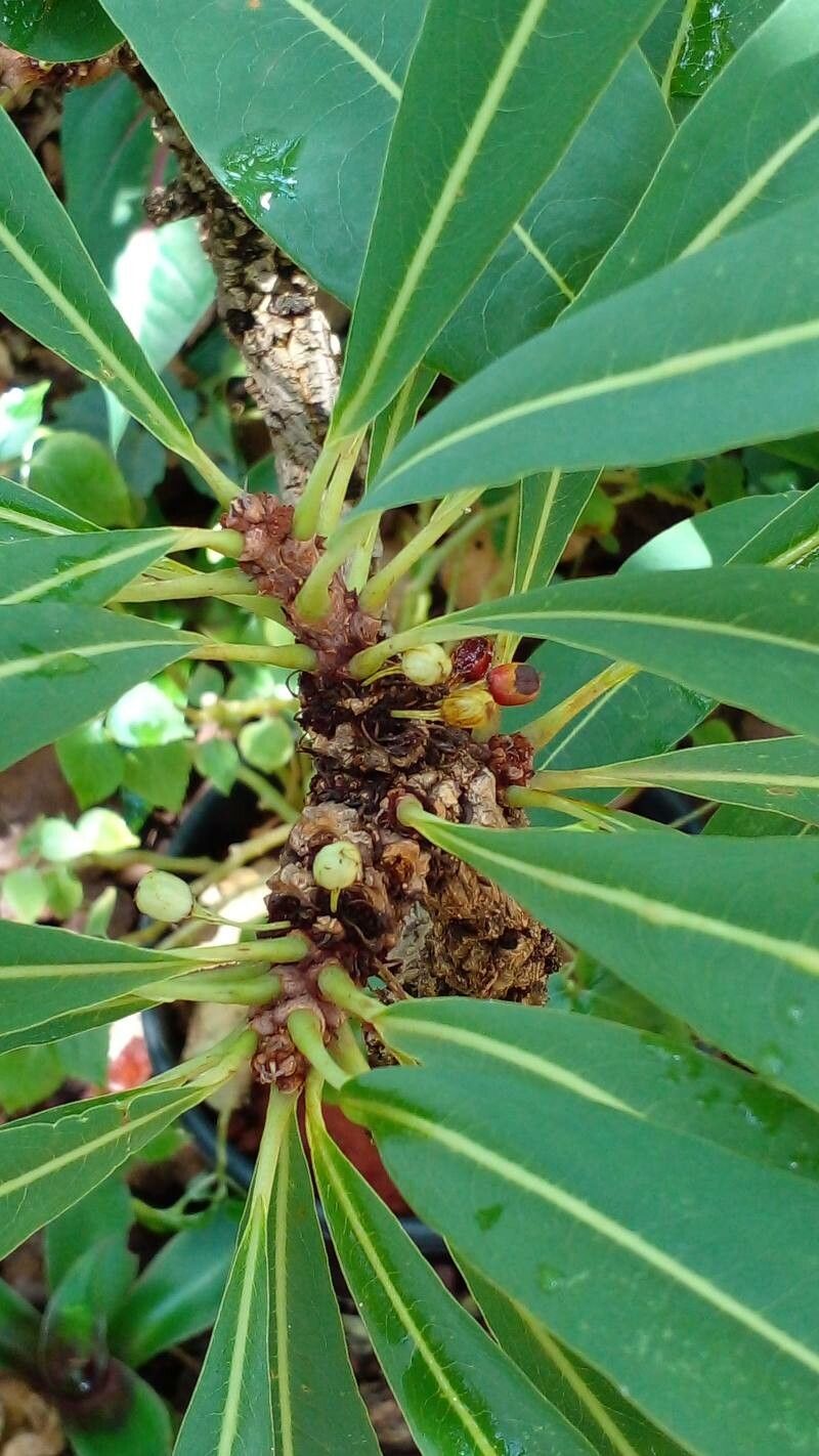Erythroxylum tortuosum fruit