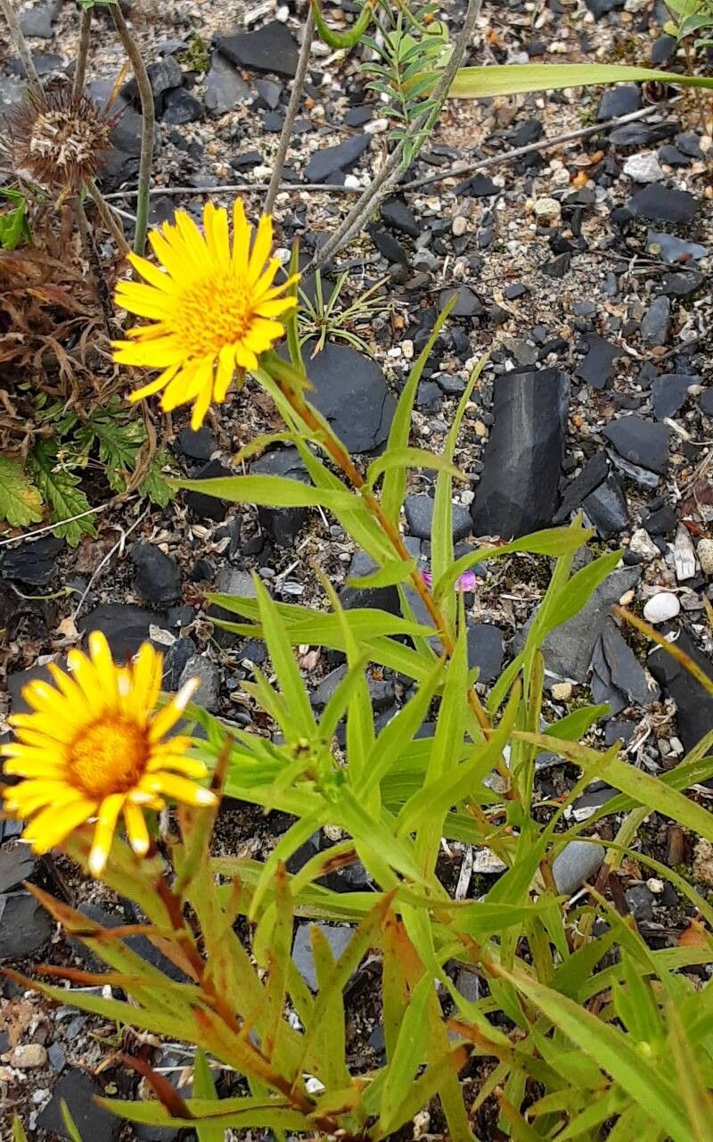 Pentanema ensifolium leaf