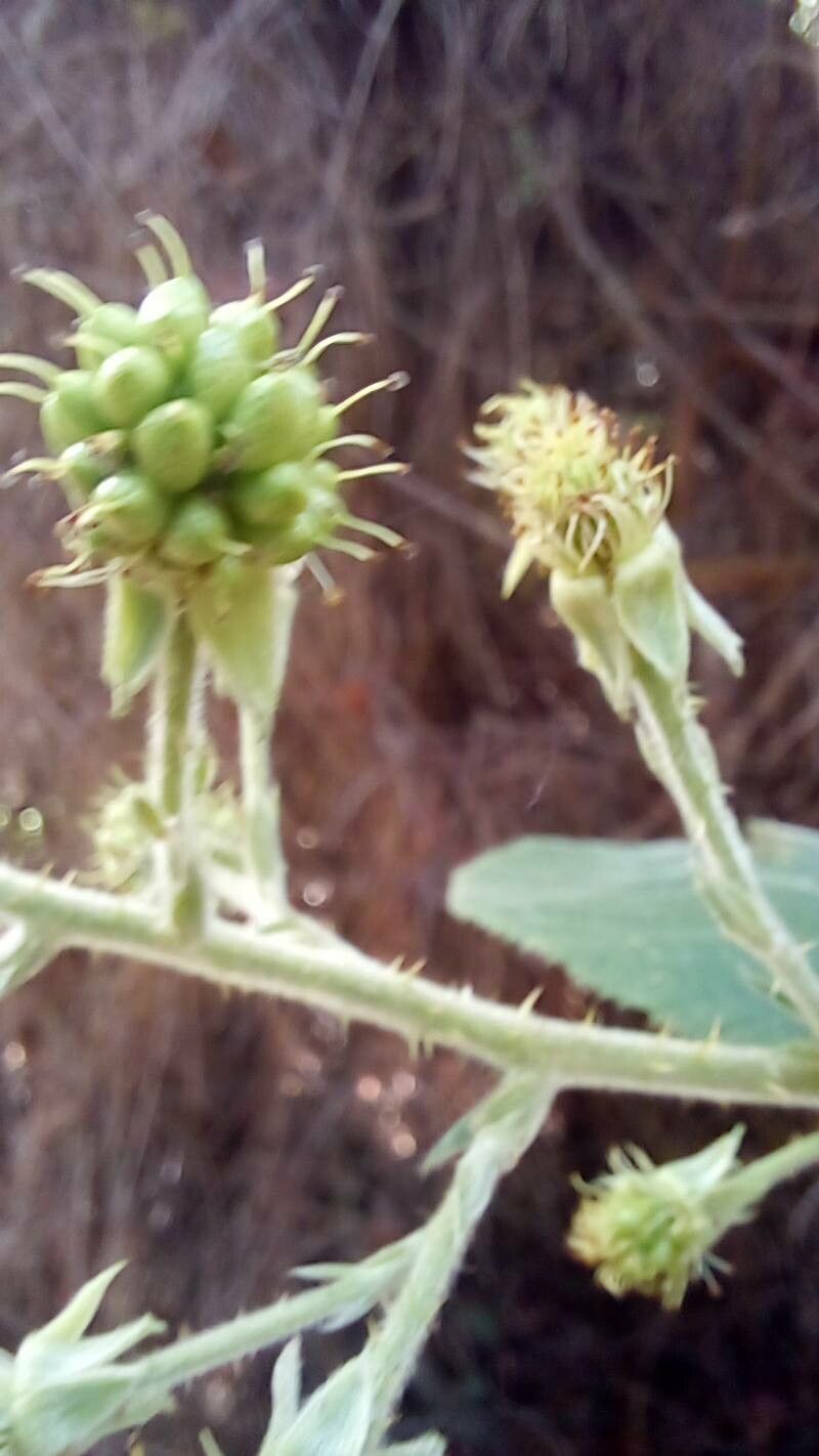 Rubus brasiliensis flower
