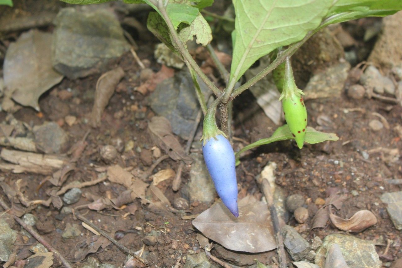 Waltheria glomerata other