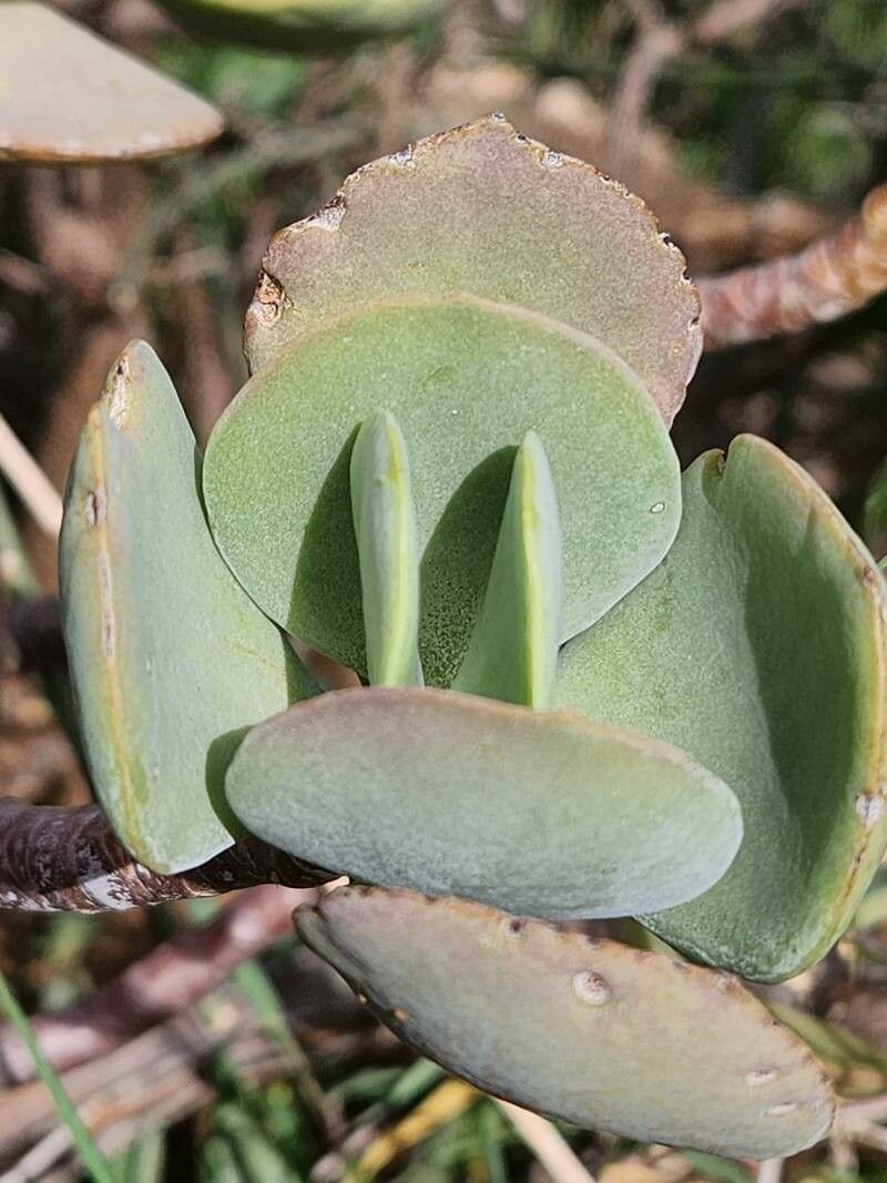 Cotyledon barbeyi