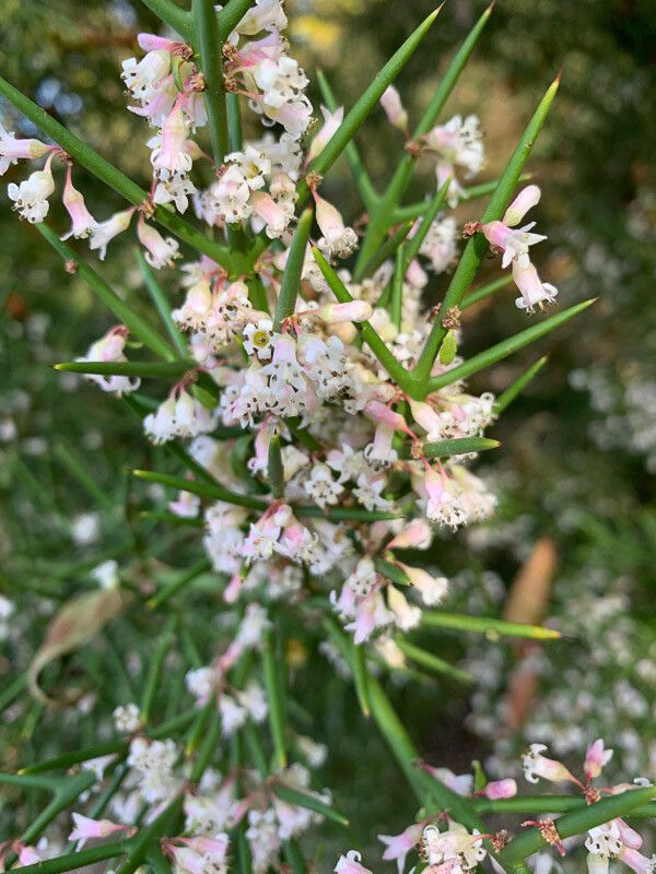 Colletia hystrix flower