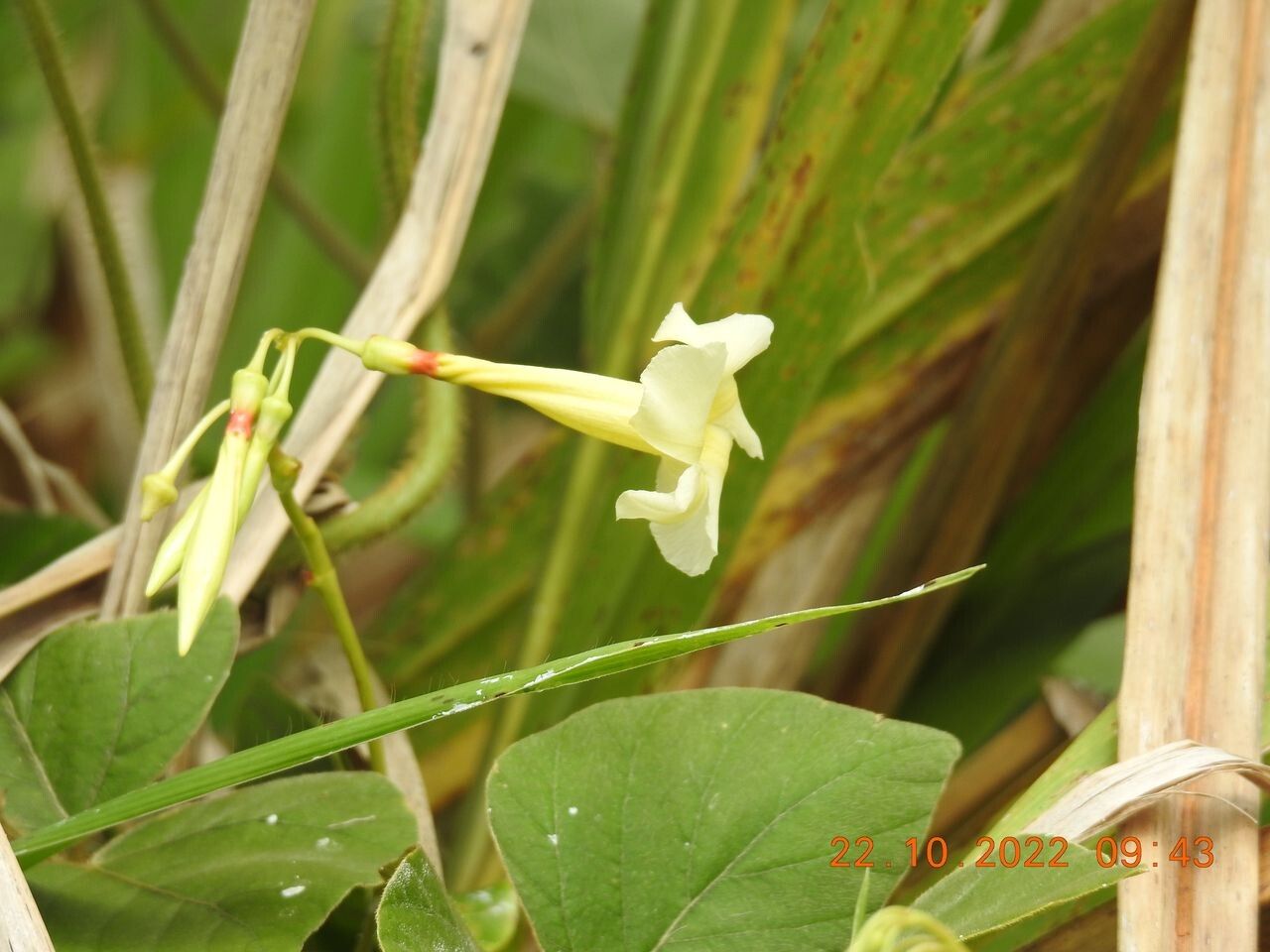 Odontadenia nitida flower