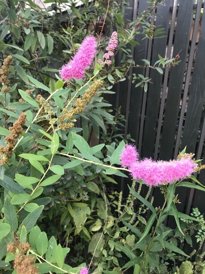 Spiraea salicifolia flower