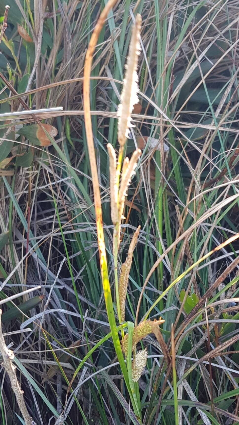 Eustachys petraea flower
