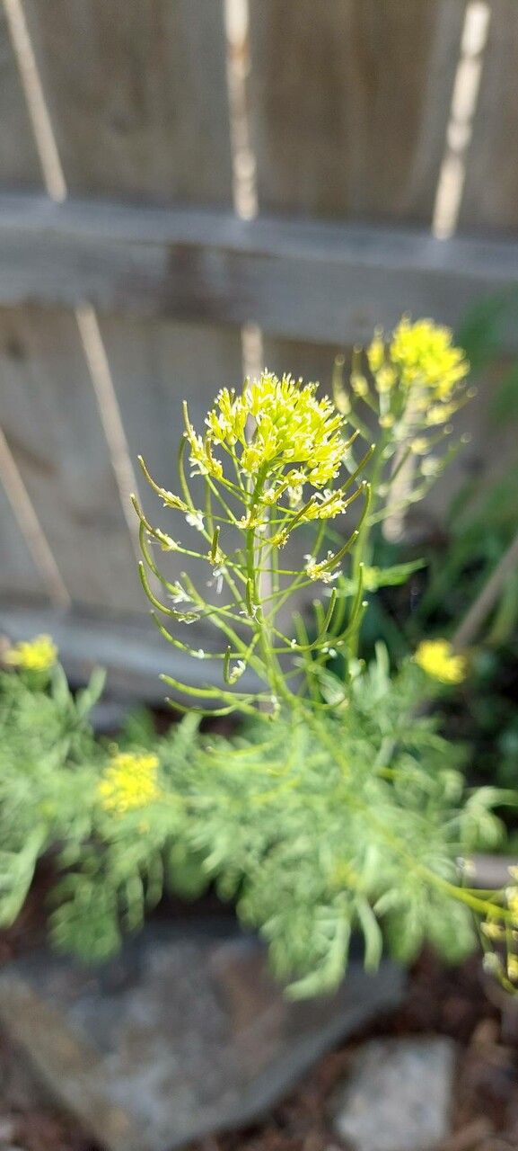 Descurainia sophia flower