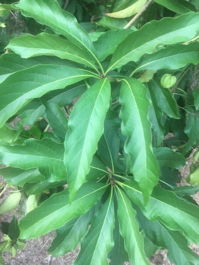 Cordia oncocalyx — search result for 'Cordia'