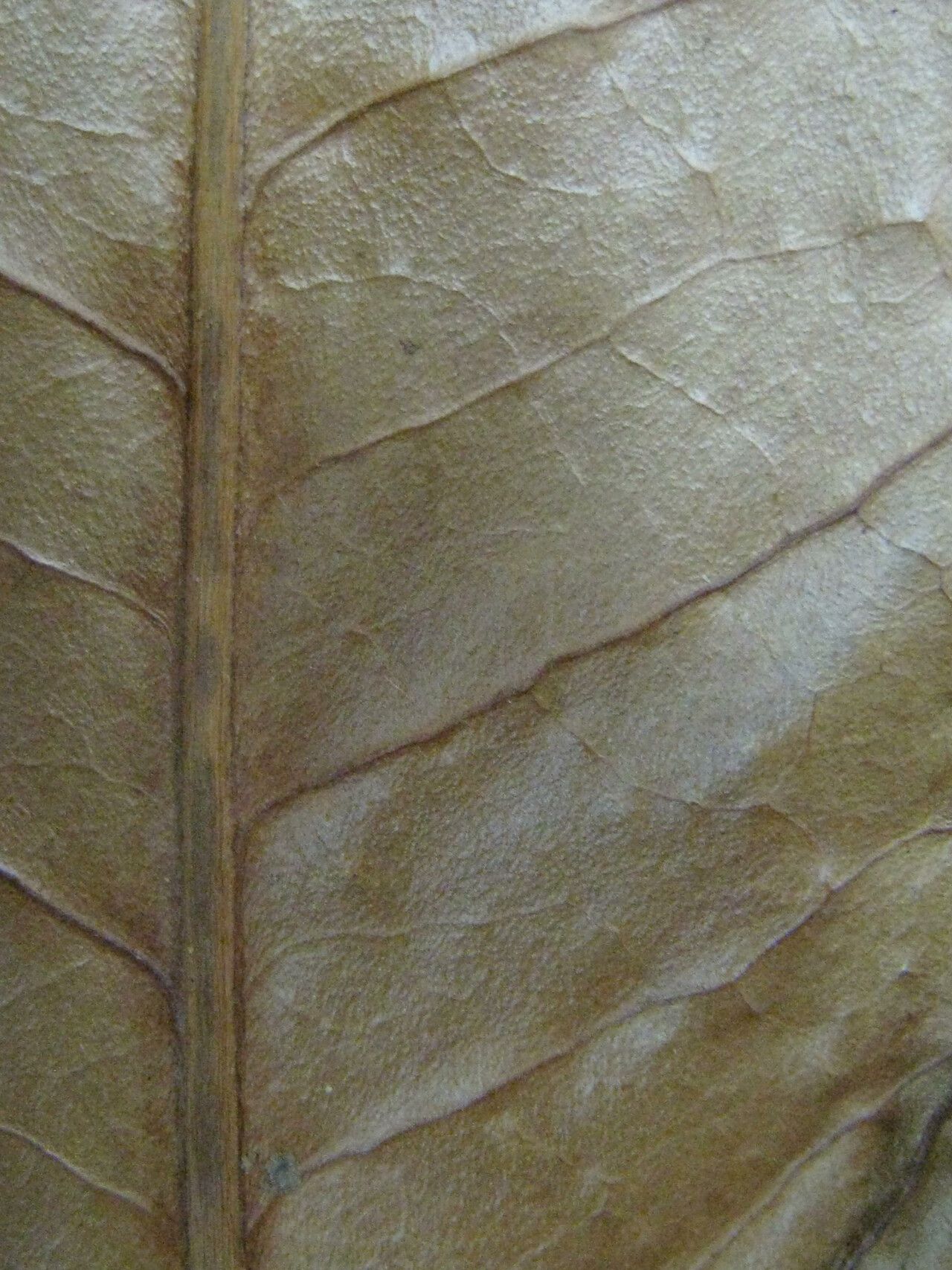 Mouriri grandiflora other