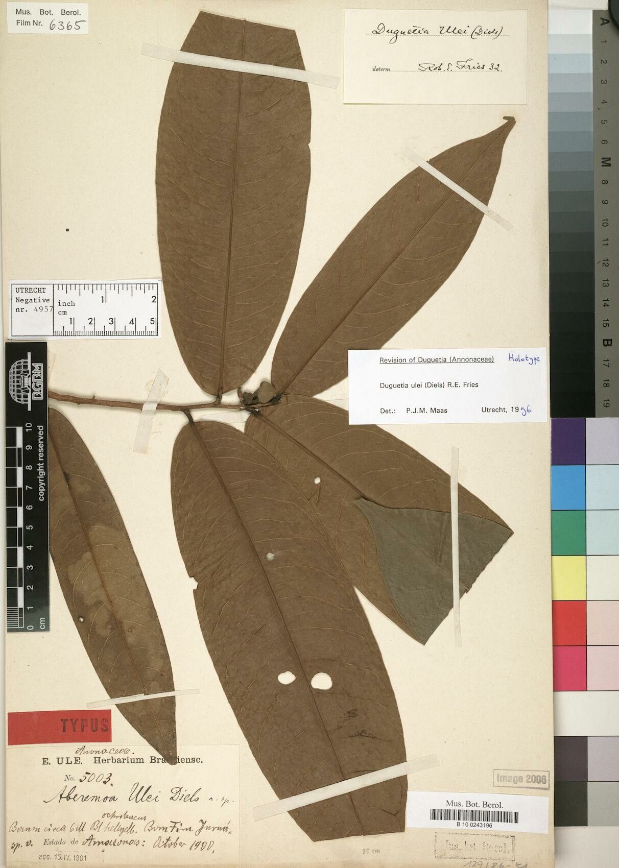 Duguetia ulei — houseplant care guide