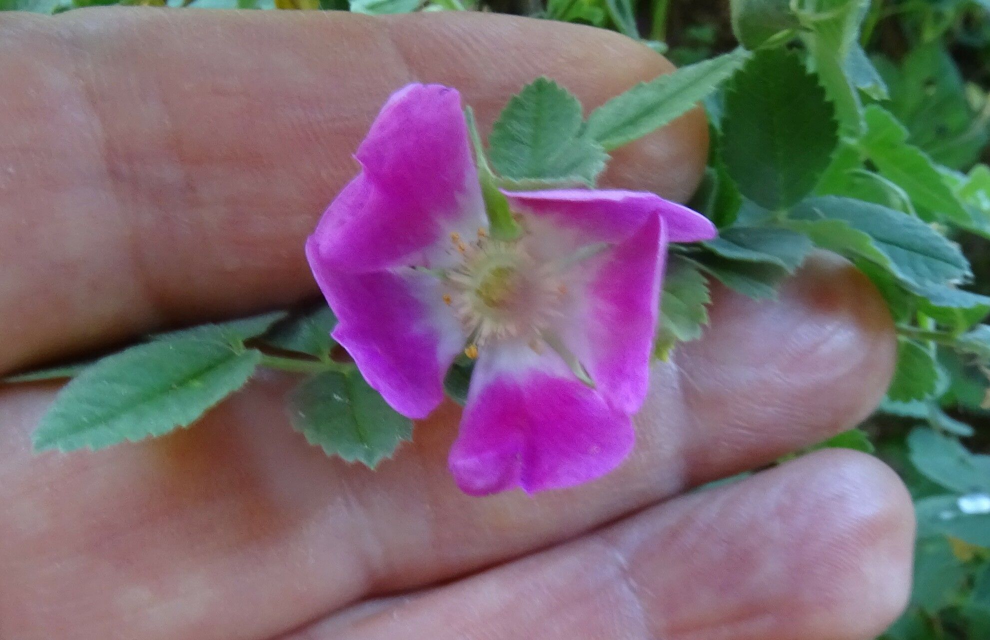 Rosa heckeliana flower