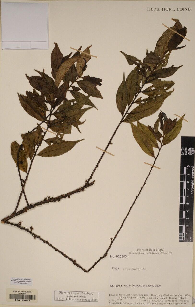 Eurya cerasifolia other