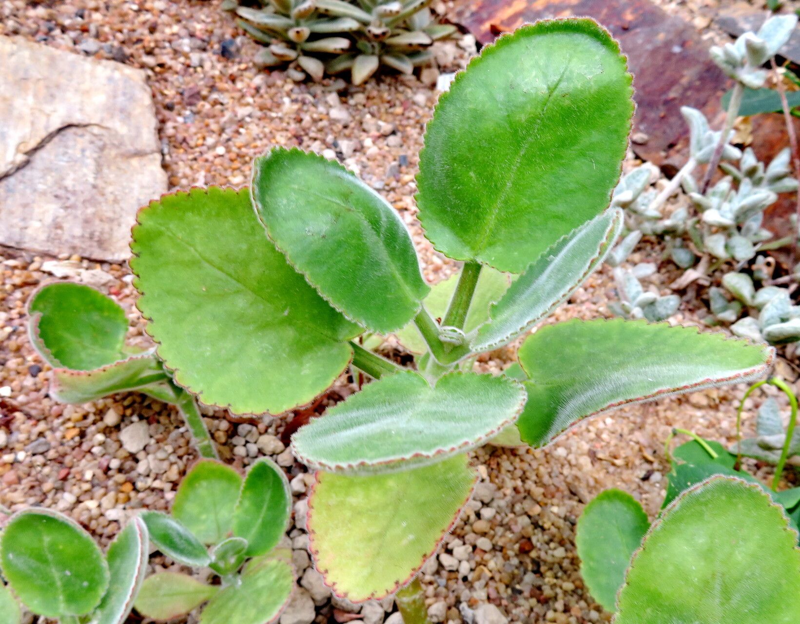 Kalanchoe jongmansii habit