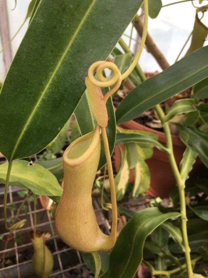 Nepenthes mirabilis flower