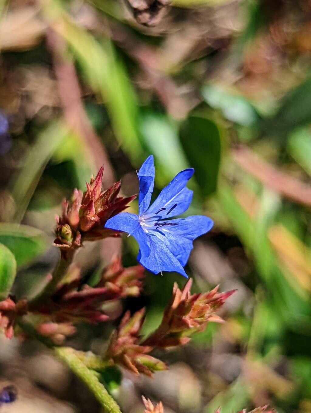 Ceratostigma minus flower