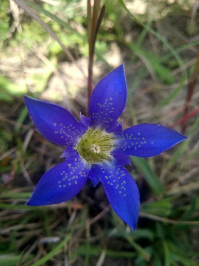 Gentiana autumnalis — houseplant care guide