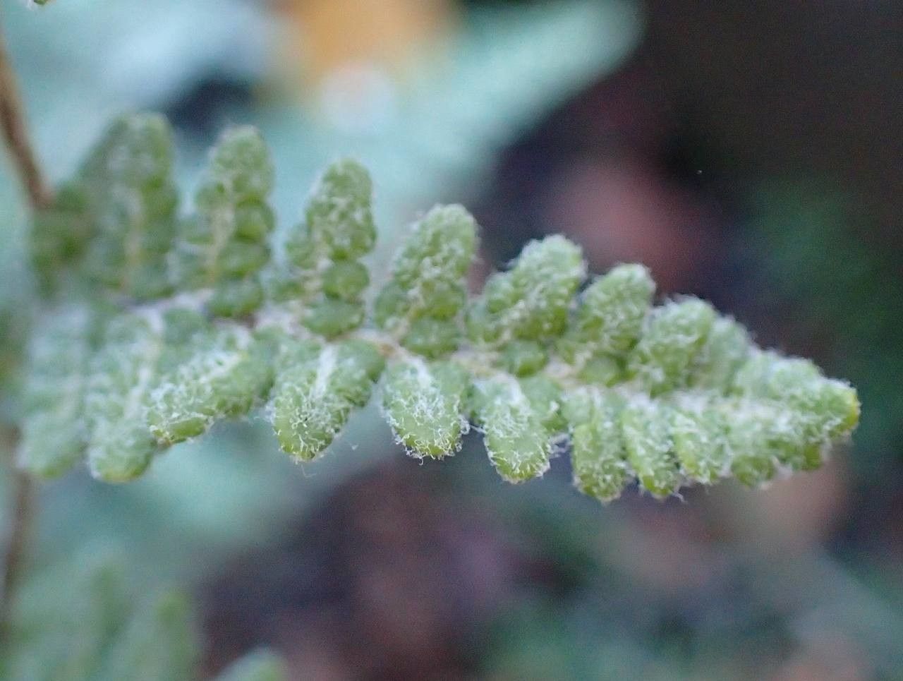 Cheilanthes lanosa leaf