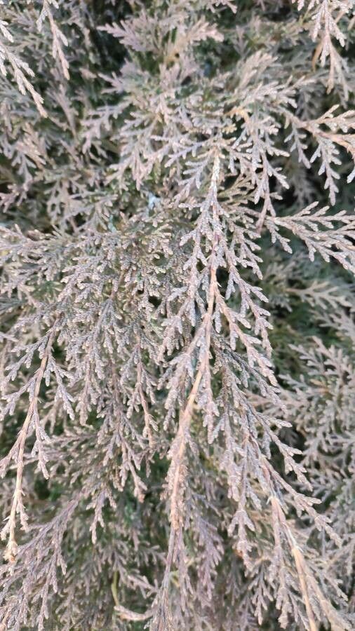 Microbiota decussata leaf