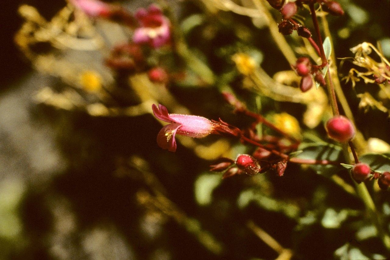 Penstemon petiolatus — search result for 'Penstemon'