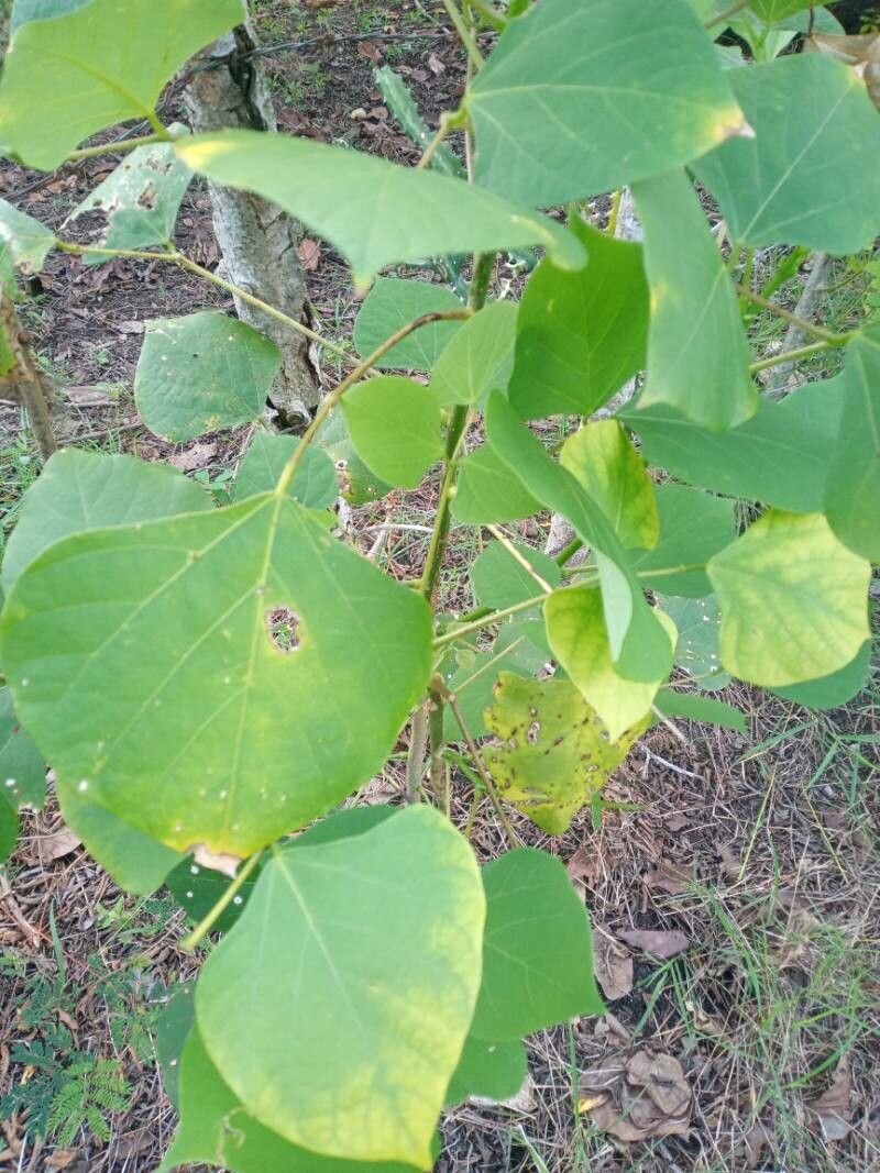 Erythrina berteroana — search result for 'Erythrina'