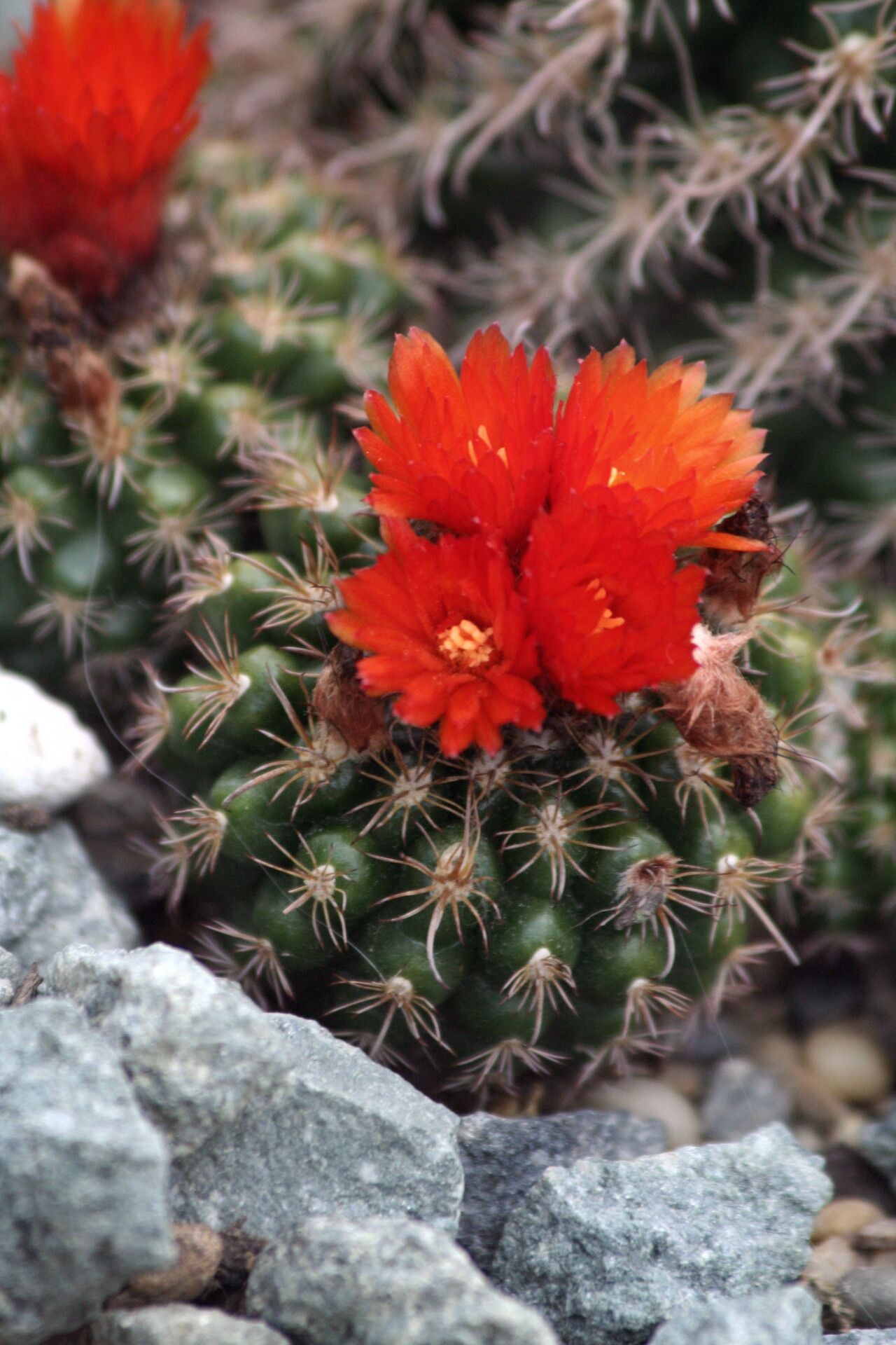 Parodia comarapana flower